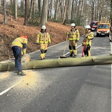 LG Scheuren: Technische Hilfe Baum (Altenberg)