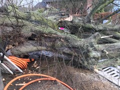 News: LZ Nord: Technische Hilfe Baum auf Straße (10.02.2020, 08:28 Uhr)