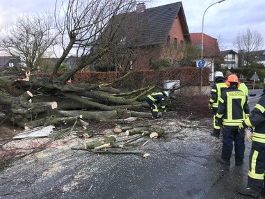 News: LZ Nord: Technische Hilfe Baum auf Straße