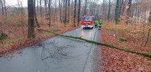 LG Voiswinkel: Technische Hilfe Baum (Voiswinkel)