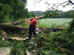 News: LZ Blecher: Technische Hilfe Baum (Schöllerhof) (30.06.2021, 11:30 Uhr)