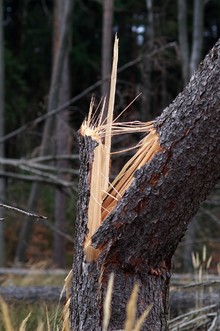 LG Voiswinkel: Technische Hilfe Baum (Funkenhof)