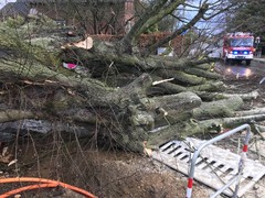 News: LZ Nord: Technische Hilfe Baum auf Straße (10.02.2020, 08:28 Uhr)