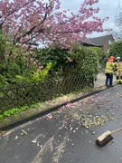 News: LZ Blecher: Technische Hilfe Baum (Erberich) (23.04.2023, 19:23 Uhr)