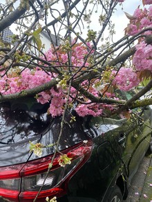 LZ Blecher: Technische Hilfe Baum (Erberich)