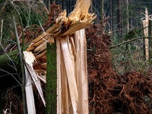 LG Scherf: Technische Hilfe Baum (Scherfbachtal)