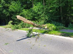 News: LZ Blecher: Technische Hilfe Baum (Altenberg) (30.06.2022, 15:36 Uhr)