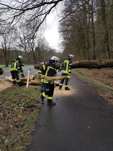 News: LZ Nord: Technische Hilfe Baum auf Fahrbahn (Altenberg)