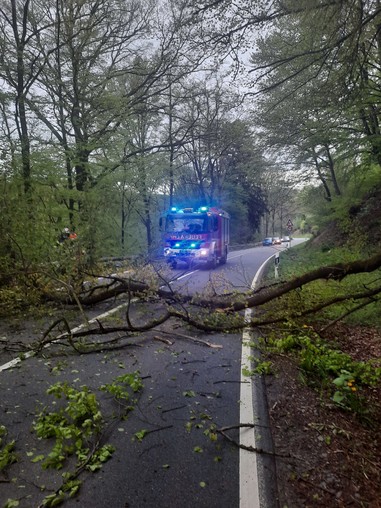 News: LG Scherf: Technische Hilfe Baum auf Fahrbahn (Scherfbachtal)