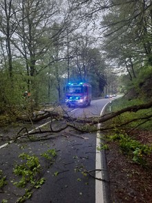 LG Scherf: Technische Hilfe Baum auf Fahrbahn (Scherfbachtal)