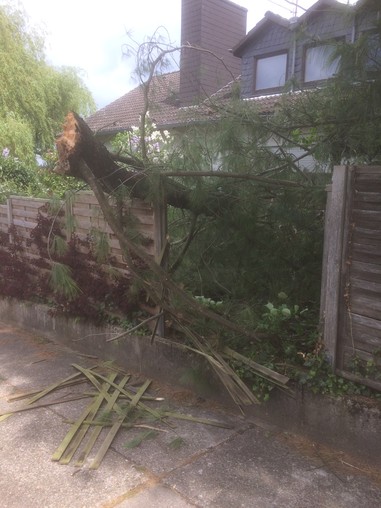 News: LZ Odenthal-Nord: Baum droht umzustürzen