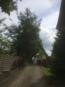 News: LZ Odenthal-Nord: Baum droht umzustürzen (01.05.2018, 12:18 Uhr)